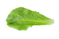 Cos Lettuce Isolated over the White Background Royalty Free Stock Photo