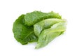 Cos Lettuce Isolated on White Background Royalty Free Stock Photo