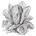 Cos Lettuce Vintage Illustration
