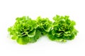 Cos Romaine lettuce isolated on white background. Fresh green salad leaves from garden Royalty Free Stock Photo