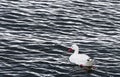 Coscoroba swan