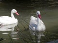 Coscoroba swan, coscoroba coscoroba inhabits lakes in South America