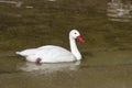 Coscoroba Swan that floats on the lake in a spray