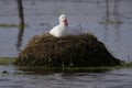 Coscoroba swan nesting in a lagoon , La Pampa