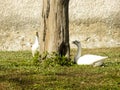 Coscoroba swan pair on a sunny day resting on green graas