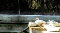 Coscoroba swan resting in the zoo on a sunny day in chatver zoo chandigarh