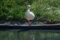 Coscoroba Swan standing on one leg