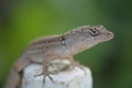 Cose up of Anole/Gecko standing on a stump in Staint Petersburg Florida