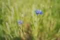 Cose up of blue cornflowers Royalty Free Stock Photo