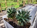 Cose up cactus plant with blurred background