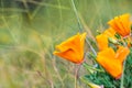 Cose up of California Poppies Eschscholzia californica growing on a meadow, San Jose, south San Francisco bay, San Jose,