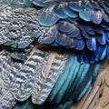 Cose up of camouflage green to blue bird wing feathers in beautiful texture