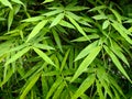 Close up of green bamboo leaves Royalty Free Stock Photo