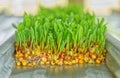 Cose-up group of sprouted sweet corn in the greenhouse