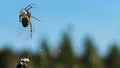 Cose up of hunting spider trying capturing a small insect in its web. Creative. Details of wild nature, a spider on blue Royalty Free Stock Photo