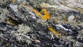 Cose up of moss and lichen growing on rock Royalty Free Stock Photo