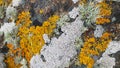 Cose up of moss and lichen growing on rock Royalty Free Stock Photo