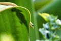 Etxreme close-up of a bright green gold dust gecko hiding in the folds of a green leaf. Royalty Free Stock Photo