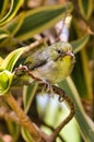 Etxreme close-up of a bright green and yellow featherd bird. Royalty Free Stock Photo