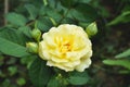 Cose up yellow rose Royalty Free Stock Photo
