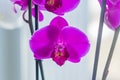 Coseup of blooming violet phalaenopsis orchid on window sill. House gardening, exotic plant Royalty Free Stock Photo