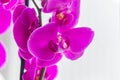 Coseup of blooming violet phalaenopsis orchid on window sill. House gardening, exotic plant