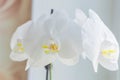 Coseup of blooming white phalaenopsis orchid on window sill. House gardening, exotic plant
