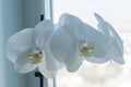 Coseup of blooming white phalaenopsis orchid on window sill. House gardening, exotic plant Royalty Free Stock Photo