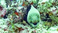 Coseup Giant Moray Eel in Maldives. Royalty Free Stock Photo