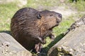 Coseup North American Beaver