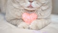 Cosiness, love, Valentine's Day concept. Pink heart in the paws of cat close up. The Scottish cream tabby cat with pink heart in