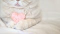 Cosiness, love, Valentine's Day concept. Pink heart in the paws of cat close up. The Scottish cream tabby cat with pink heart in