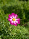 Cosmea bipinnate flower blossoming under the radiant sun on the ground Royalty Free Stock Photo