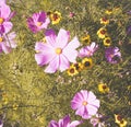 Cosmea flowers arrangement 1 Royalty Free Stock Photo