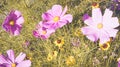 Cosmea flowers arrangement 2 Royalty Free Stock Photo