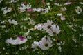 cosmea flowers close-up on a blurred dark background. Background for your design Royalty Free Stock Photo