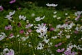 cosmea flowers close-up on a blurred dark background. Background for your design Royalty Free Stock Photo