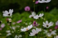cosmea flowers close-up on a blurred dark background. Background for your design Royalty Free Stock Photo