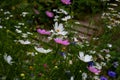 cosmea flowers close-up on a blurred dark background. Background for your design Royalty Free Stock Photo