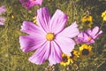 Cosmea flowers close up 1 Royalty Free Stock Photo