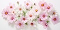 Cosmea flowers on a white background