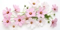Cosmea flowers on a white background