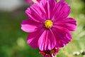 Cosmea jewelry basket with pink flower