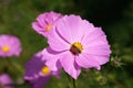 Cosmea jewelry basket with pink flower