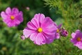 Cosmea jewelry basket with pink flower