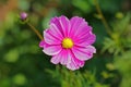 Cosmea jewelry basket with pink flower