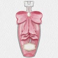 Perfume bottle luxury glass or crystal perfume bottle with ribbon pink color decorated with pearls,hand drawn. Royalty Free Stock Photo