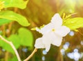 Cosmetic Bark Tree or Inda, Orange Jessamine, Satin-wood, white flower beautiful Royalty Free Stock Photo