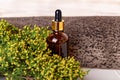 Cosmetic bottle near tree bark and plant close up Royalty Free Stock Photo