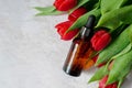 Cosmetic glass bottle with oil and red tulips with water drops on light concrete background. Cosmetics with natural ingredients.